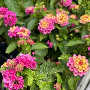 Lantana camara 'Compact Pink Opal' PP 29,228