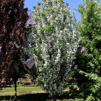 Malus 'JFS KW214MX' PP31076