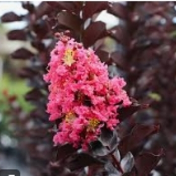 Lagerstroemia 'JM5' PPAF