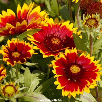 Gaillardia x grandiflora 'Kobold' 