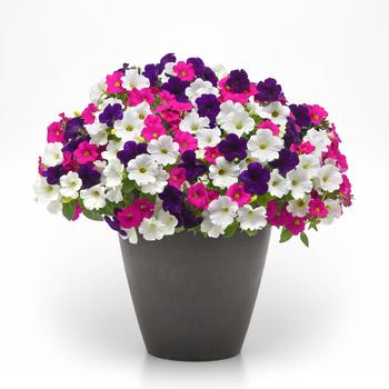 Combination Planter 'Bodacious' 