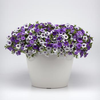 Combination Planter 'Break the Ice'