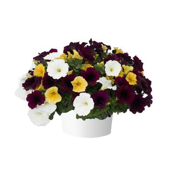 Combination Planter 'All Night Long' 