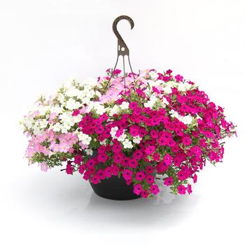 Combination Planter 'Itsy Trifection'