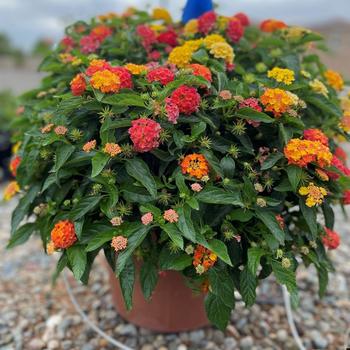 Combination Planter Kwik Kombos™ 'Bandolista Lava Flow' (326725)