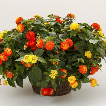 Combination Planter 'Bandolista Lava Flow'