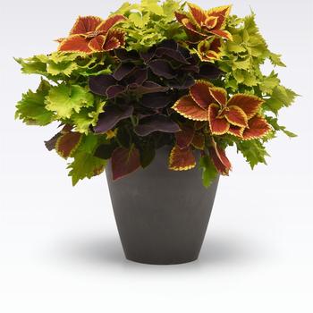 Combination Planter 'Amped Up'