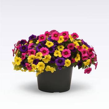 Combination Planter 'Rainbow Bright'