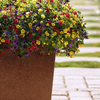 Combination Planter 'Sprinkles on Top'