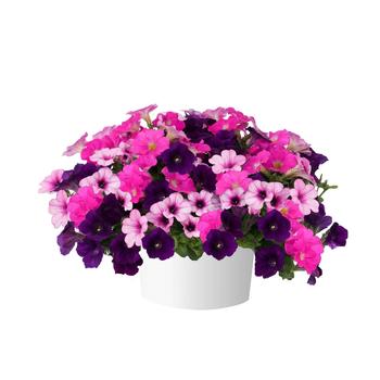 Combination Planter 'Bumbleberry Jam' 