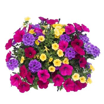 Combination Planter 'Chalk Art'