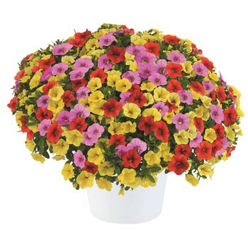 Combination Planter 'Hummingbird Haven' 