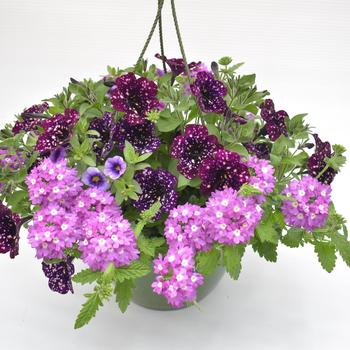Combination Planter 'Nikkis Folly' 