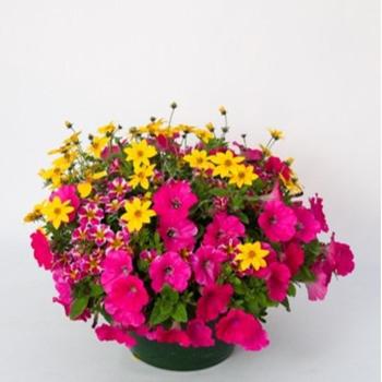 Combination Planter 'Pop Culture'