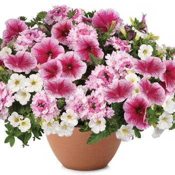 Combination Planter 'Rose Chateau' 