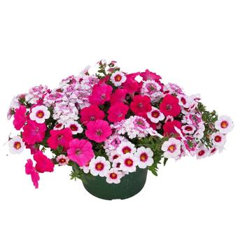 Combination Planter 'Strawberry Taffy'