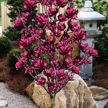 Magnolia 'Tinkerbelle' PP31317