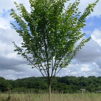 Ulmus americana 'Princeton' 