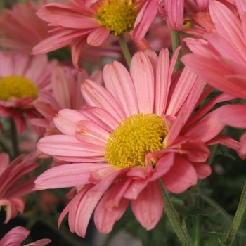 Chrysanthemum x morifolium 'Coral Daisy' USPP19528P2