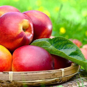 Prunus persica var. nucipersica 'Harko' 