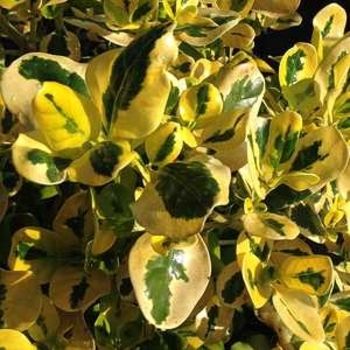 Coprosma repens 'Taupata Gold' 