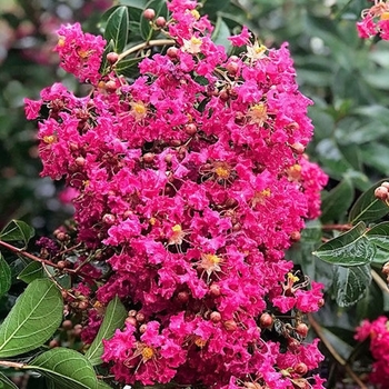 Lagerstroemia indica x fauriei 'Tonto' 
