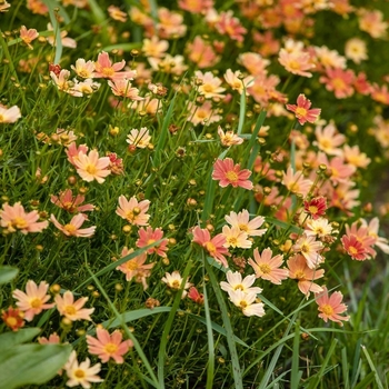 Coreopsis 'Creme Caramel&trade;' PP22565