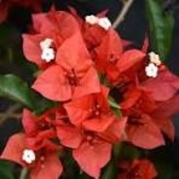 Bougainvillea 'Flame Red'