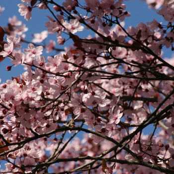 Prunus salicina 'Santa Rosa' 