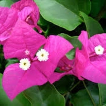 Bougainvillea 'Miami Pink' 