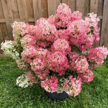 Hydrangea paniculata 'COUSTAR02'