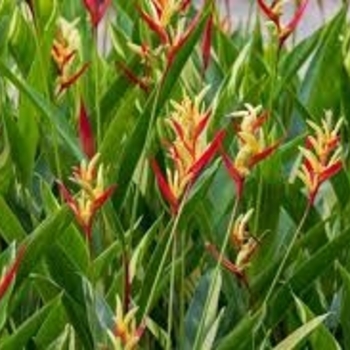 Heliconia 'Multiple Varieties' 