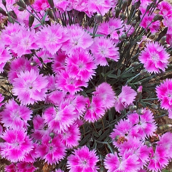 Dianthus 'Watermelon Ice' PP30,217