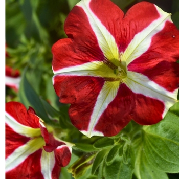 Petunia 'King of Hearts' PP29987P2