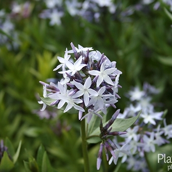 Amsonia jonesii 'Colorado Desert' 