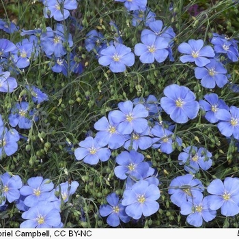 Linum lewisii
