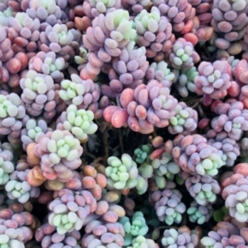 Sedum rubrotinctum 'Pork and Beans' 