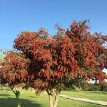 Callistemon rigidus 'Red Cluster' 
