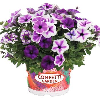 Combination Planter 'Walk in the Clouds'