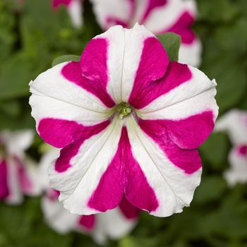 Petunia 