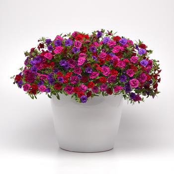 Combination Planter 'Twice as Nice' 