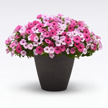 Combination Planter 'Rush Hour' 