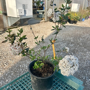 Viburnum x burkwoodii