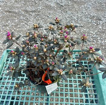 Rhododendron 'P.J.M. Elite'