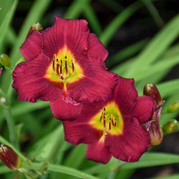 Hemerocallis 'Pardon Me' 