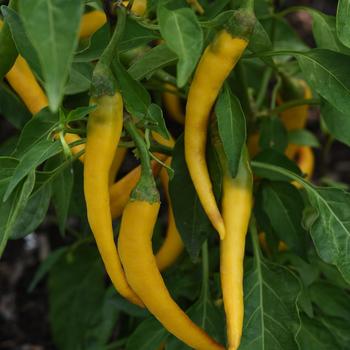 Capsicum annuum 'Golden Cayenne' (326969)
