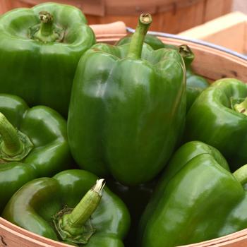 Capsicum annuum 'KickStart&trade;' (326972)
