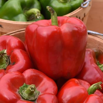 Capsicum annuum 'KickStart&trade;' (326973)