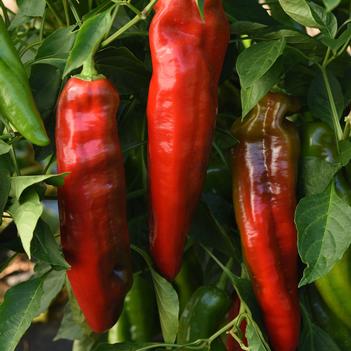 Capsicum annuum 'PeppiGrande Red'
