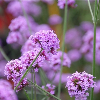 Verbena bonariensis 'Cloud 8' 